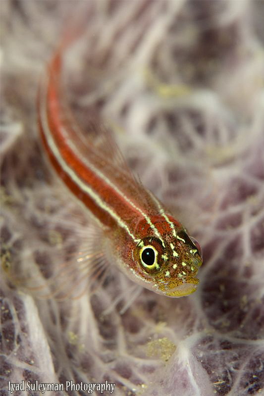 Goby by Iyad Suleyman 