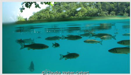 Plitvice lakes - over-under by Claudia Weber-Gebert 