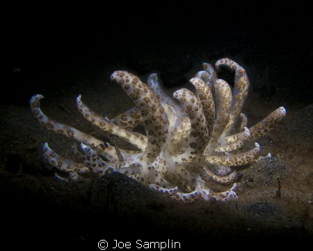 Solar Nudnbranh Shot with the ReefNet Snoot. Lembeh Straight by Joe Samplin 