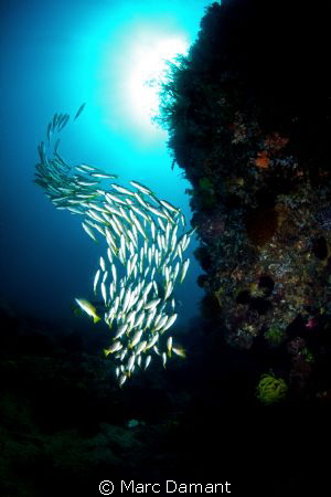 Twin Rocks is famous for its jacks but these smaller fish... by Marc Damant 