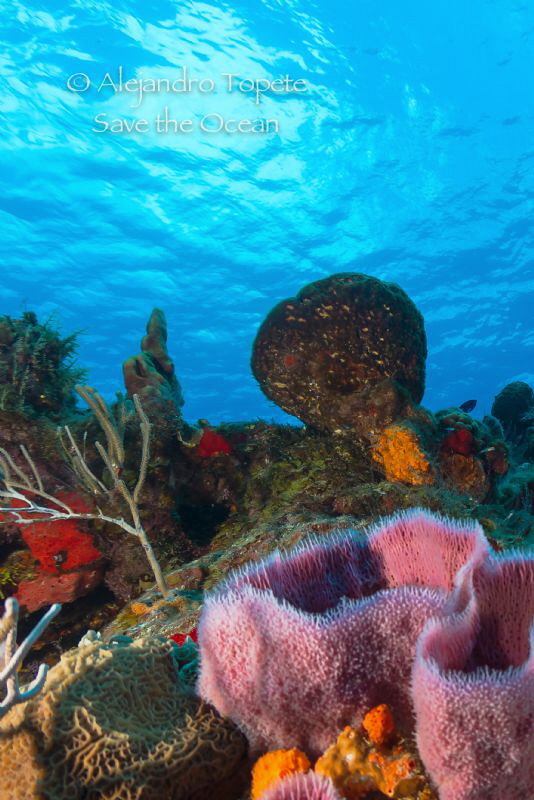 Reef with Sun, Cozumel Mexico by Alejandro Topete 