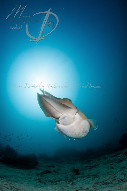 Cuttledance by Mona Dienhart 