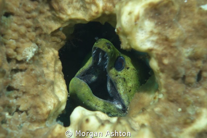 Moray eel. Badung Strait, Bali. by Morgan Ashton 