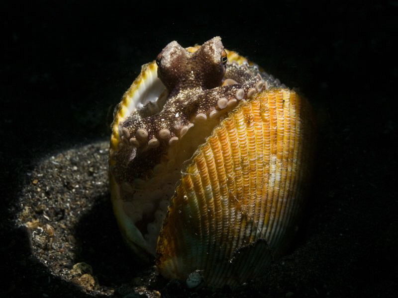 Amphioctopus marginatus snooted by Alex Varani 