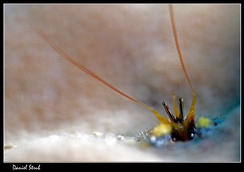 Small crab hiding in a hole on a coral :-D by Daniel Strub 