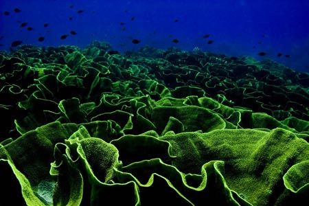 Title:Cabbage Patch, Nigali Pass, Gau Island, Fiji.
The ... by Allan Vandeford 