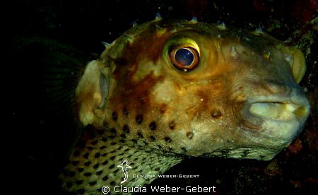 baby-face by Claudia Weber-Gebert 