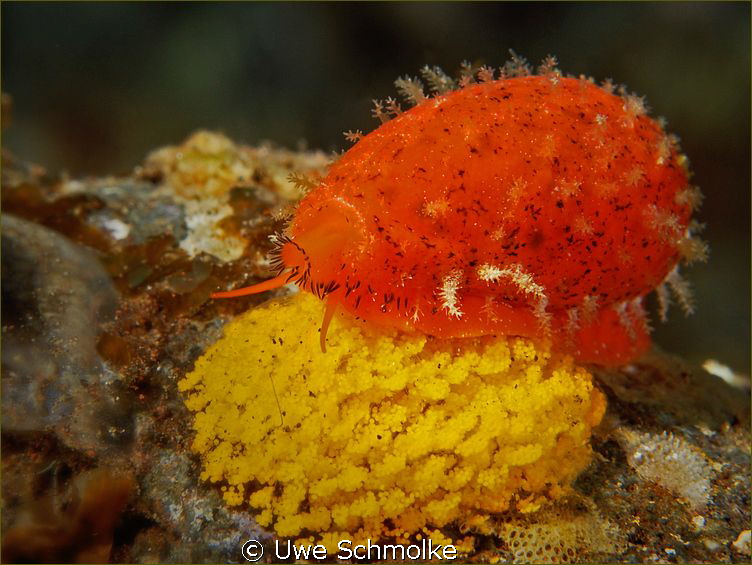 Cowrie on eggs -

Identification hints welcome.
Have f... by Uwe Schmolke 