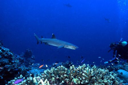 White tip meets diver, Bismark Sea by Jerry Hamberg 