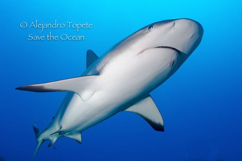 Diagonal Shark, Gardens of the Queen Cuba by Alejandro Topete 