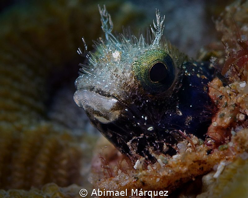 Blenny by Abimael Márquez 