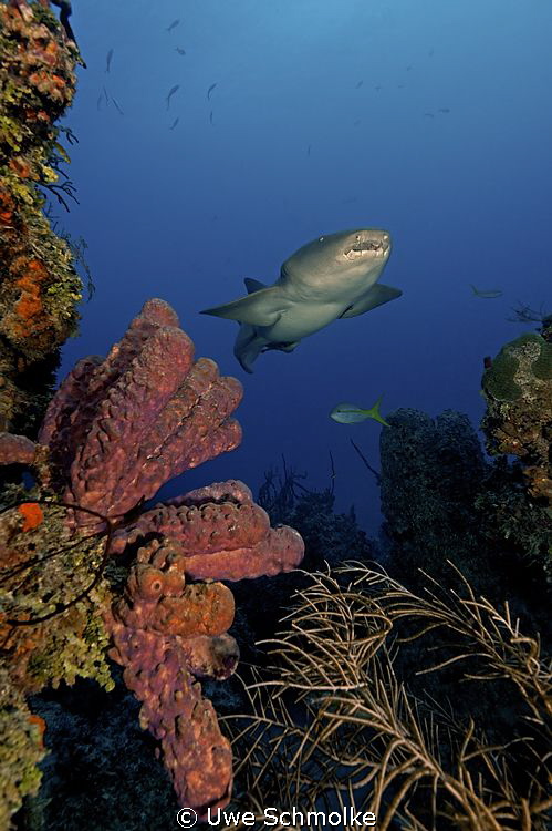 Reef moods -
This Image of a nurseshark I've taken in ca... by Uwe Schmolke 