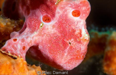 UnNatural Colour! The colours and shapes under the sea ar... by Marc Damant 