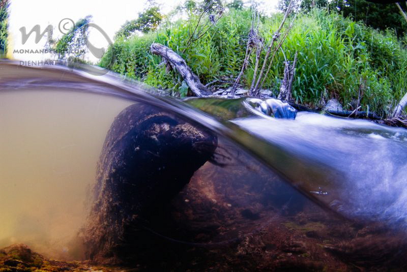 SPEED
picture taken while snorkleing the Sauer river by Mona Dienhart 