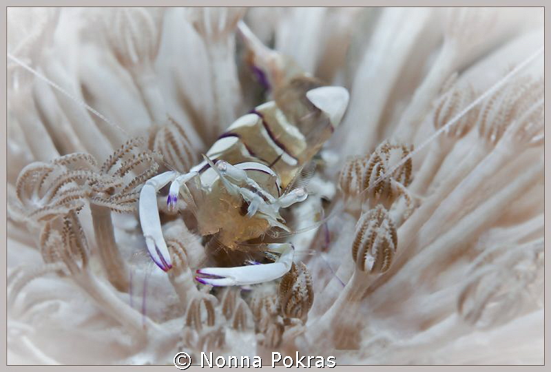 funny eyes by Nonna Pokras 