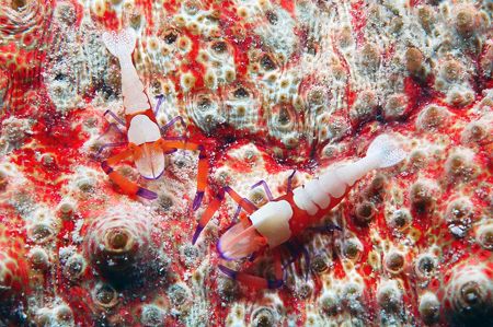 Emperor Shrimp,taken at Kapalai. by Tunc Yavuzdogan 
