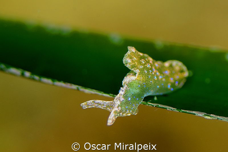 Elysia Viridis by Oscar Miralpeix 