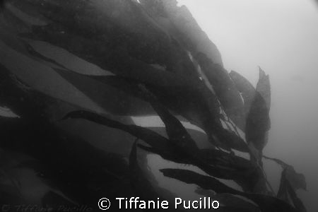 Kelp at Santa Cruz in the Channel Islands. by Tiffanie Pucillo 