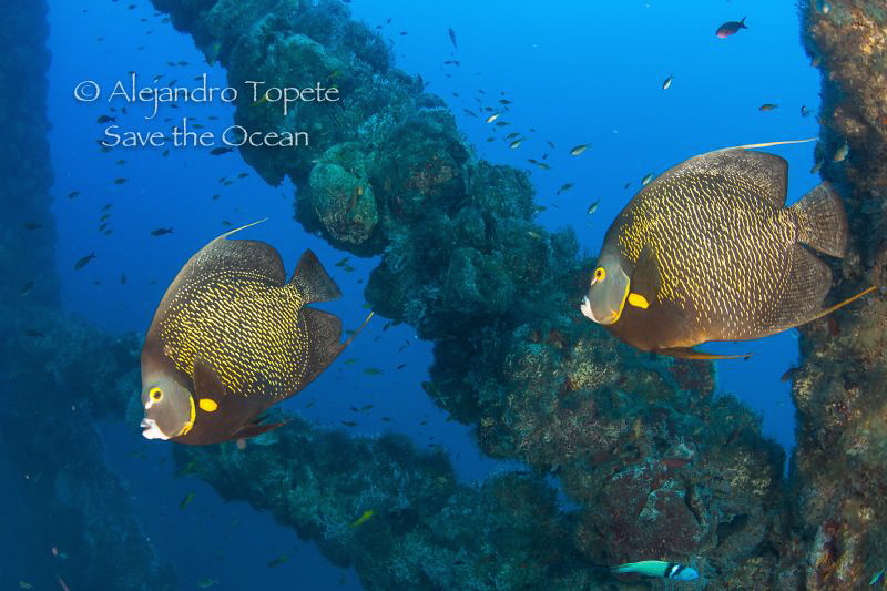 Couple of French angel's, Isla lobos Mexico by Alejandro Topete 