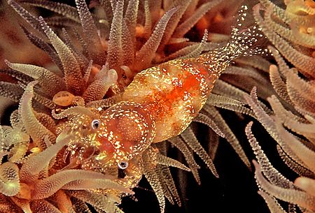 Shrimp in Wire coral. Kauai, Hawaii
D2x by Rand Mcmeins 