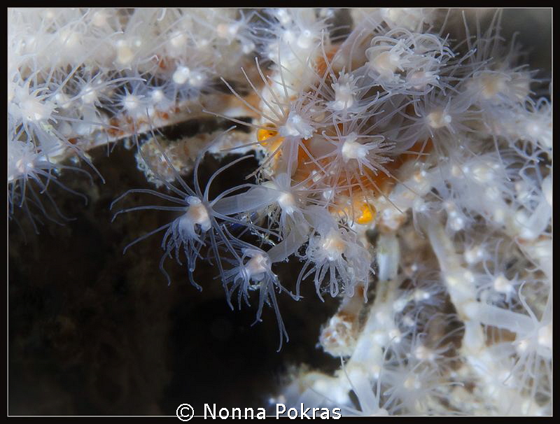 cute crab by Nonna Pokras 