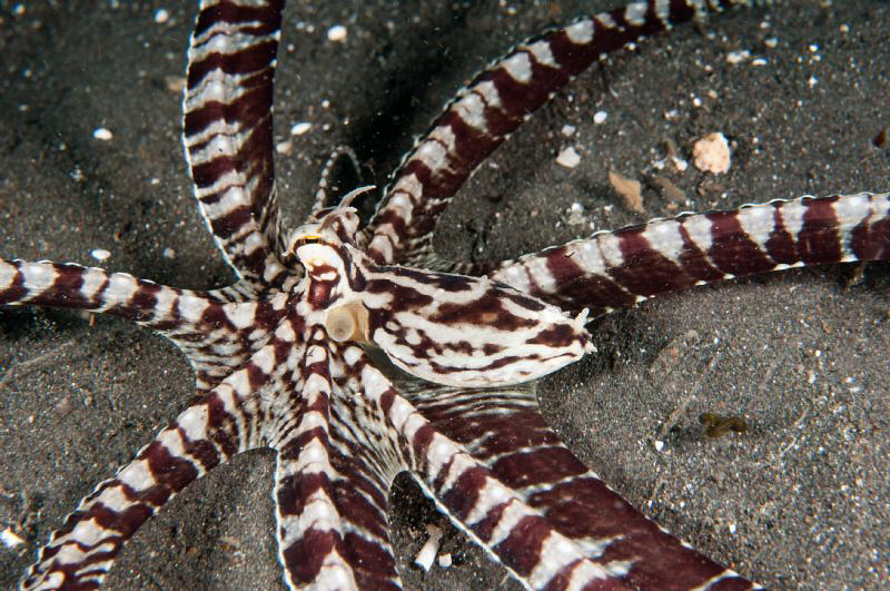 Geometric mimic octopus. by Mehmet Salih Bilal 