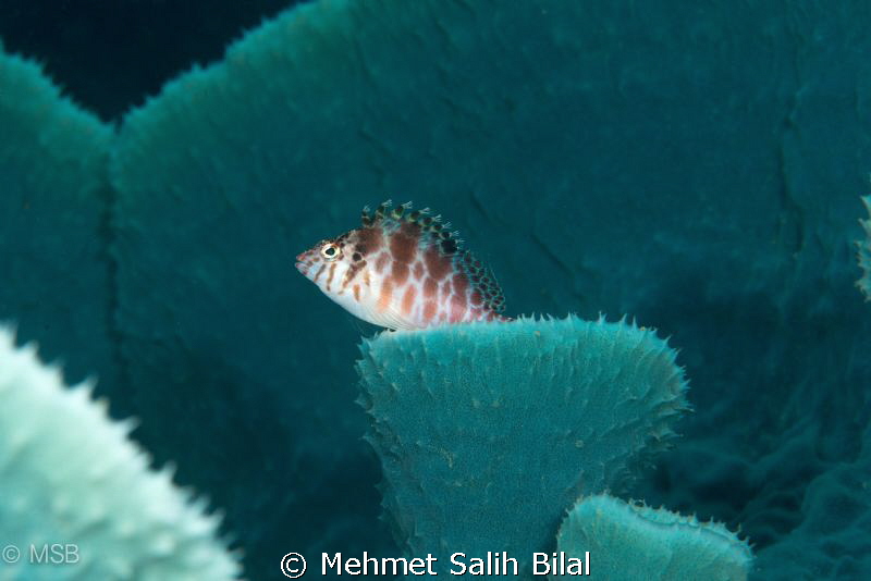 A Hawkfish in green. by Mehmet Salih Bilal 