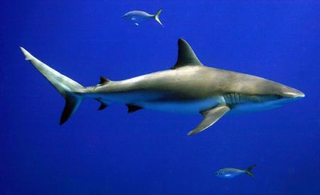 Caribbean Reef Shark joins me for a saftey stop at Amberj... by Allan Vandeford 
