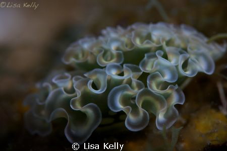 On one dive site in the Cayman, there were many Lettuce S... by Lisa Kelly 
