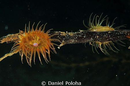 Another beauty from the 'barren' Browns Bay. 60mm  lens u... by Daniel Poloha 