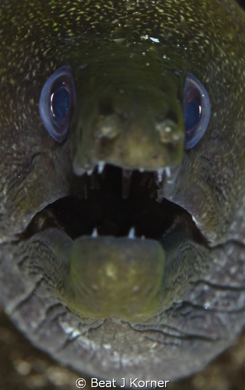 Always a challenge to get a great shot of a moray eel. by Beat J Korner 