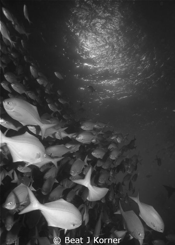 Symphony of Blue Maomaos in Poor Knights Island's Norther... by Beat J Korner 