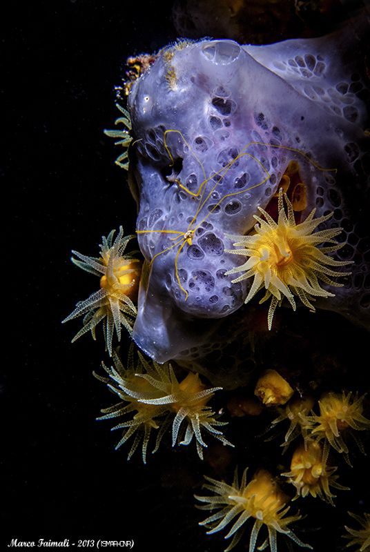Mediterranean yellow jewels by Marco Faimali (ismar-Cnr) 