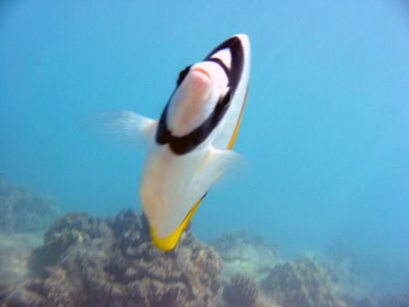 LIned Butterfly Fish puckering up for the camera. Maui, H... by Todd Meadows 