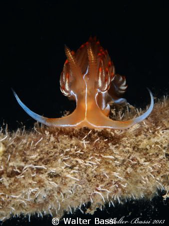 "Mustache" by Walter Bassi 