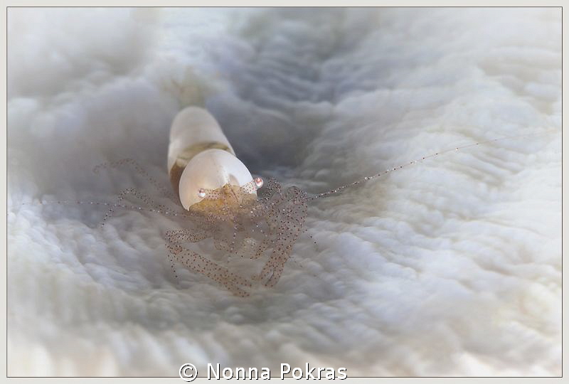 In white by Nonna Pokras 