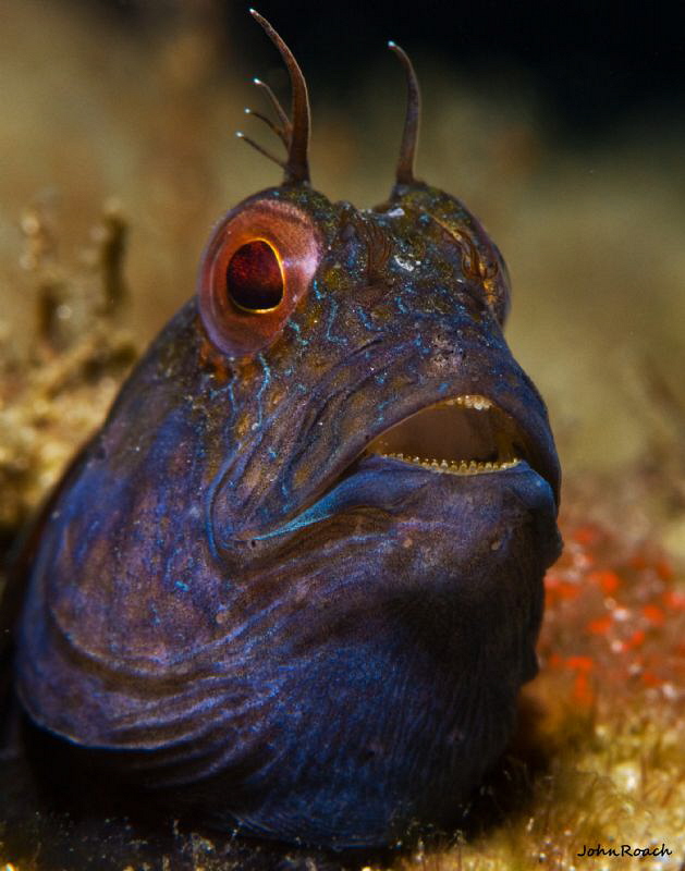 Blenny under the bridge by John Roach 