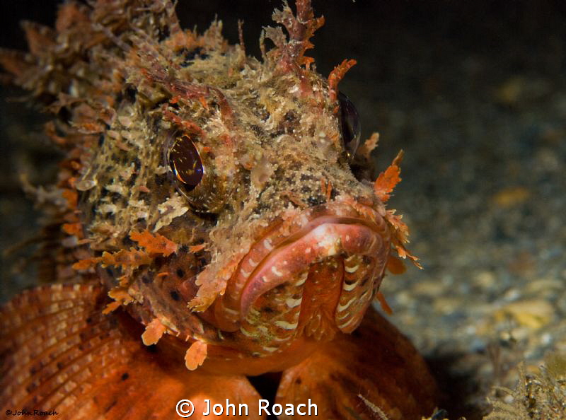 Barbfish under the bridge by John Roach 
