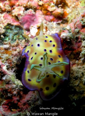 This is image standard macro taken by Nikon Coolpix P 7100 by Wawan Mangile 