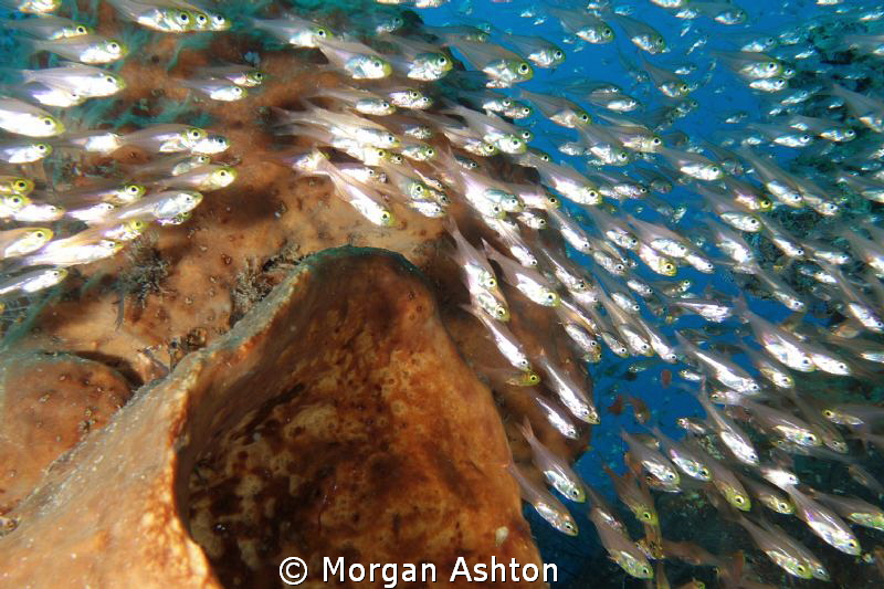 A cloud of silversides at Komodo National Park by Morgan Ashton 