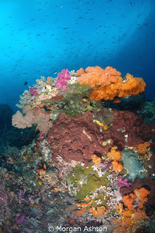 Coral head in Komodo National Park. Sony RX-100. by Morgan Ashton 