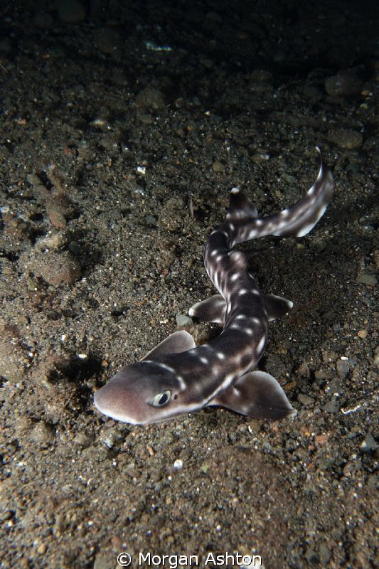Coral Cat shark. Sony RX-100. Komodo National Park. by Morgan Ashton 