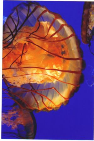 I took this picture in a ripleys aquarium! I like Jelly f... by Kelsey Lundberg 