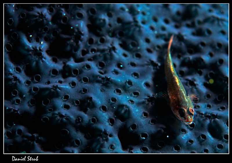 Gobie on a black sponge :-D by Daniel Strub 