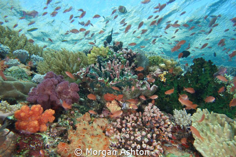 A Pleasant Safety Stop. Sony RX-100. Komodo National Park. by Morgan Ashton 