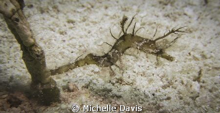 Pipehorse.  Shot with an Olympus SP 350 with 2 stacked In... by Michelle Davis 