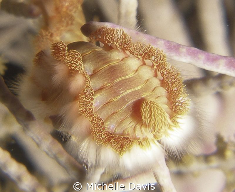 Using my stacked Inon lenses for the first time and got t... by Michelle Davis 