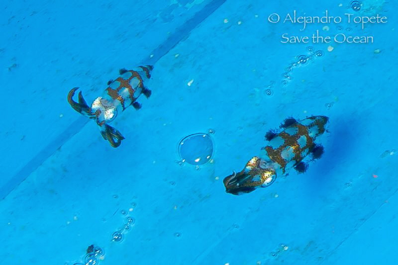 two squid under the boat, Veracruz Mexico by Alejandro Topete 