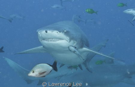 I am smiling at you, you are not my lunch though! by Lawrence Lee 