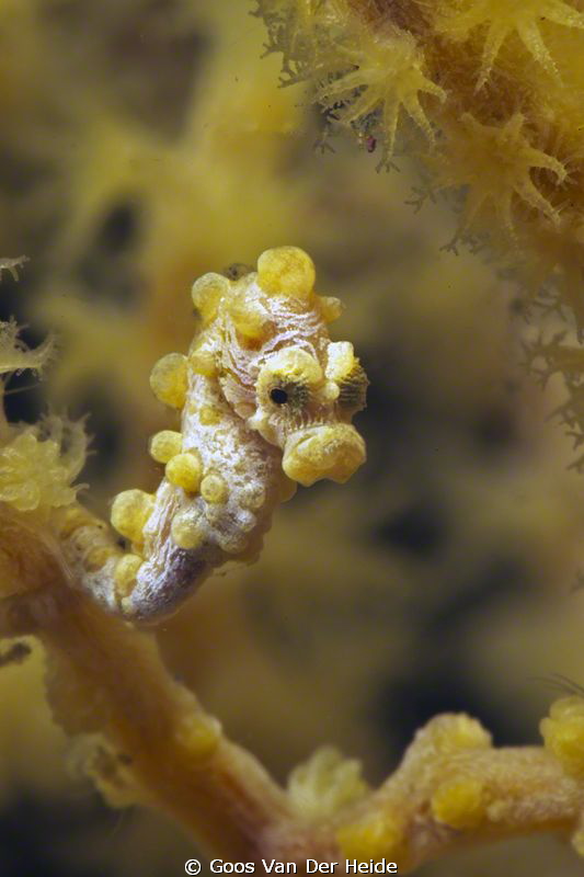 Juvenile Yellow Bargibanti by Goos Van Der Heide 
